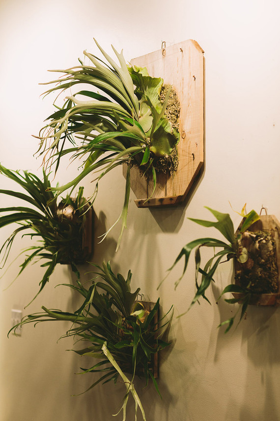 Plants