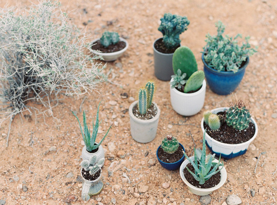 Potted cactus decor