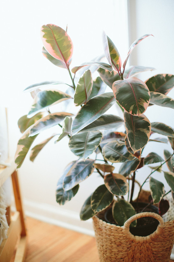 variegated rubber tree plant