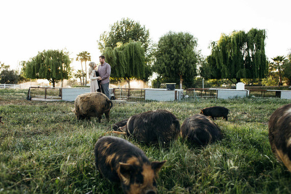 Farm maternity photos