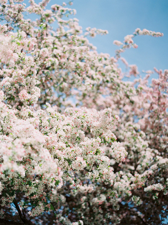 Spring flowering tree Inspiration