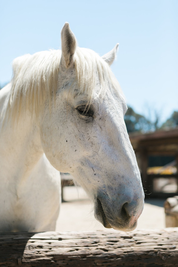 Vintage camp birthday party