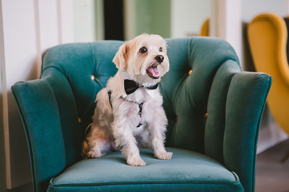 Wedding dog