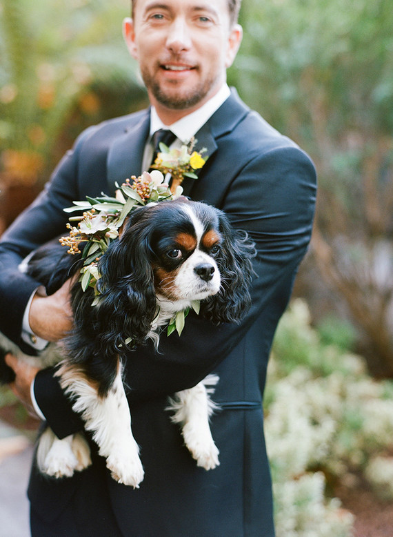 Wedding pets