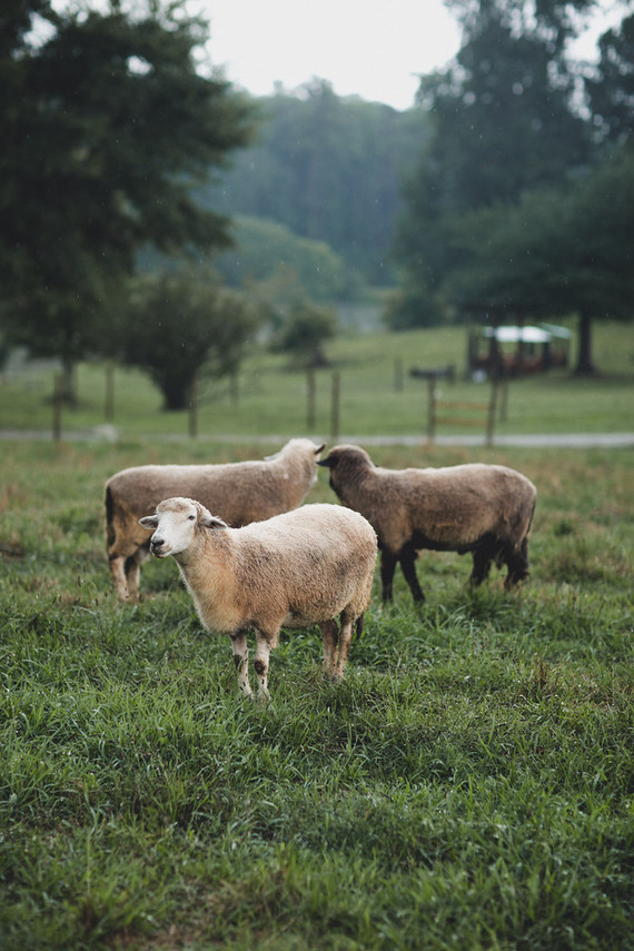 Romantic southern orchard wedding inspiration