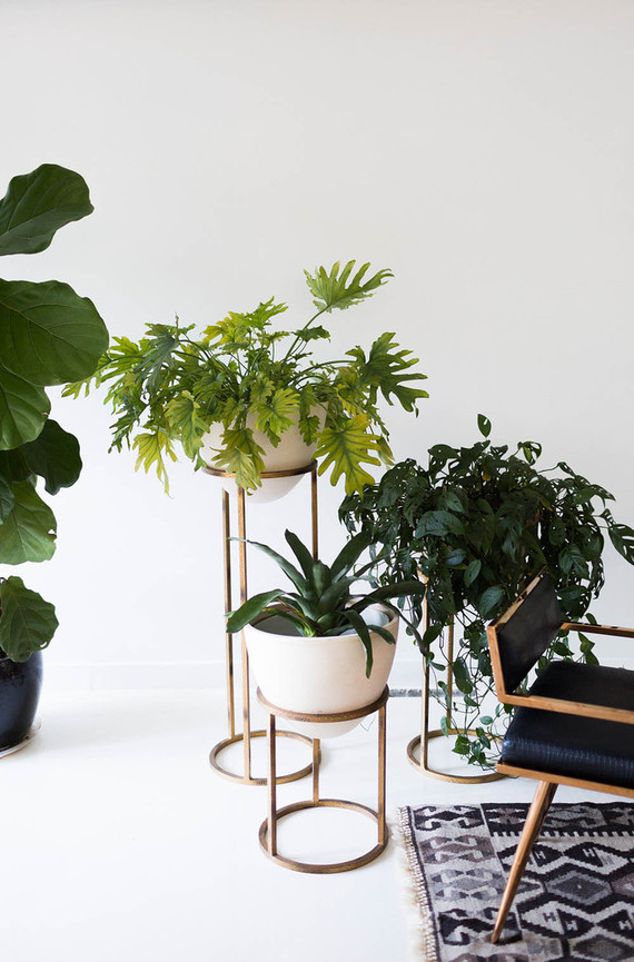 plant stands and house plants