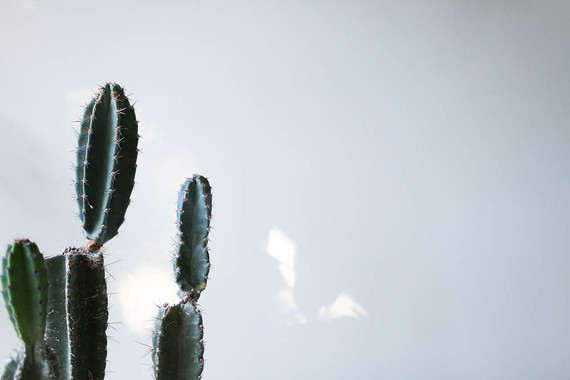 indoor cactus