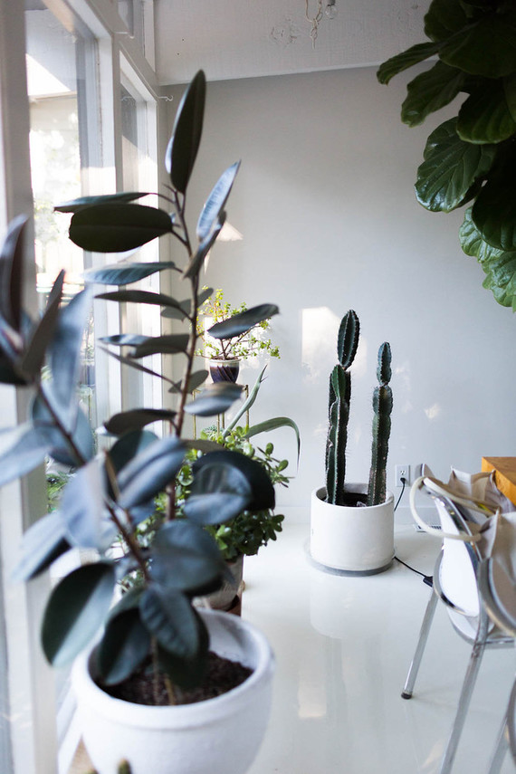 house plants