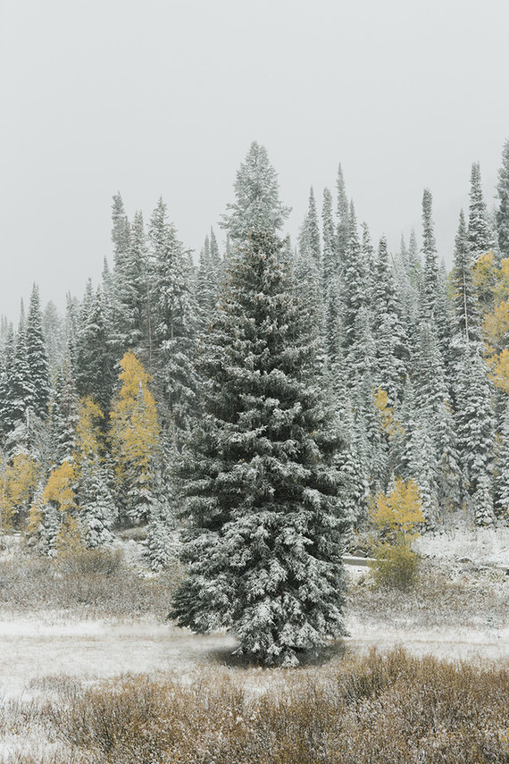 Rustic Thanksgiving wedding in the forest