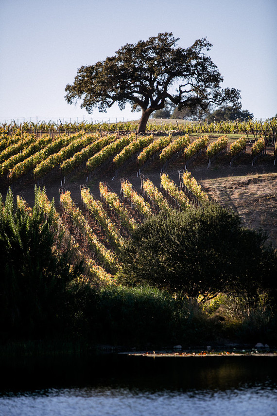 A day at a vineyard with Orbit stroller