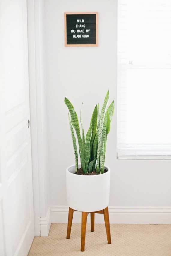 wild and free boy nursery