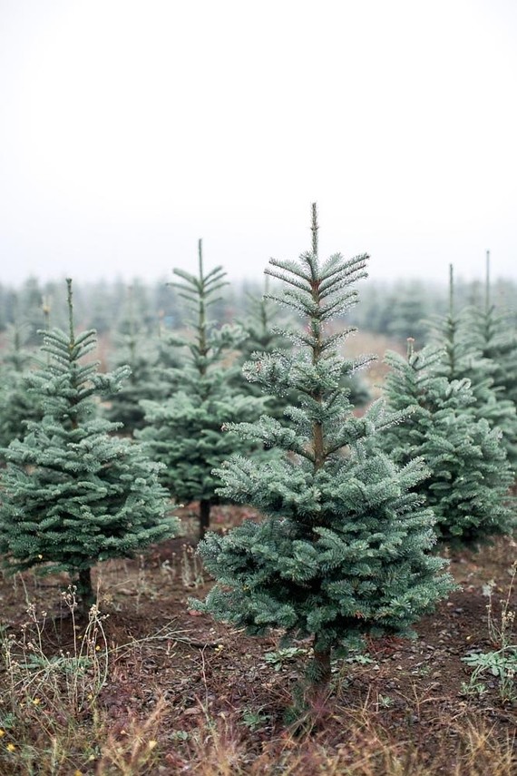 Christmas tree farm