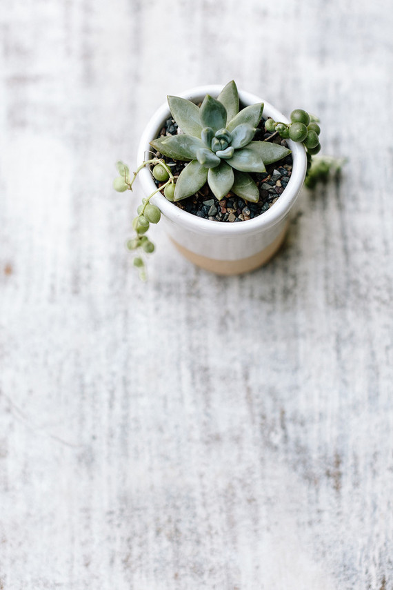 tiny succulent planter