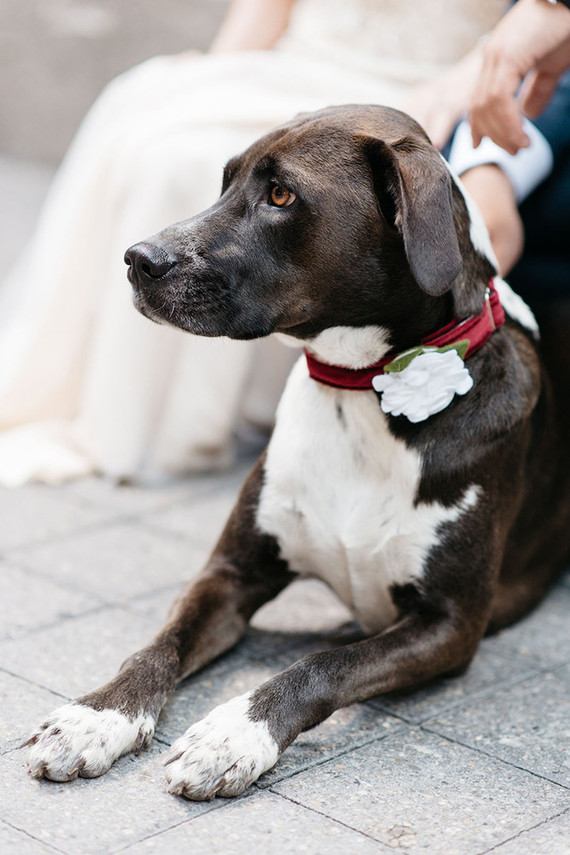 Wedding pets