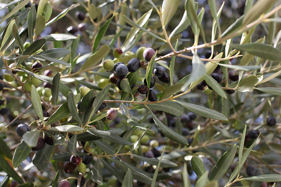 Masseria Moroseta in Puglia, Italy