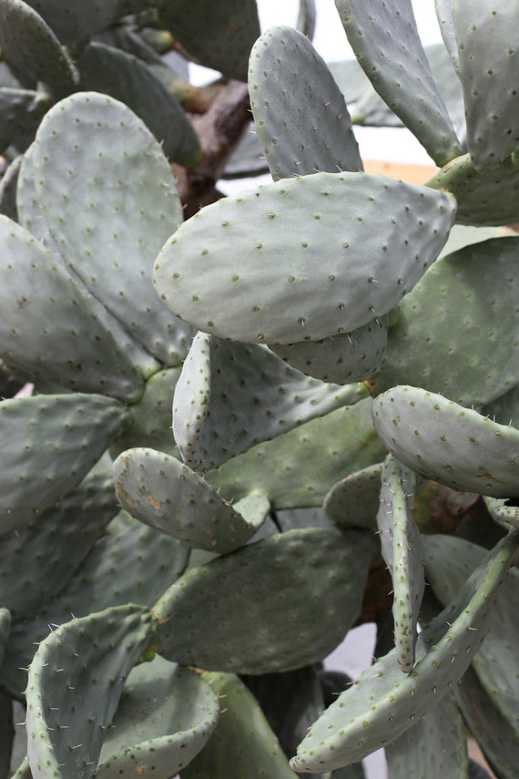 Masseria Moroseta in Puglia, Italy