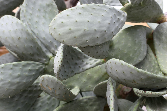 Masseria Moroseta in Puglia, Italy