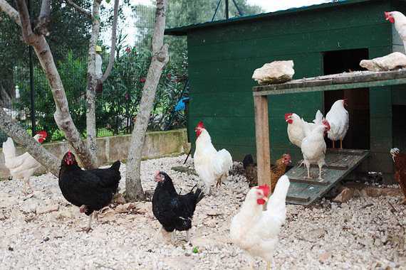 Masseria Moroseta in Puglia, Italy