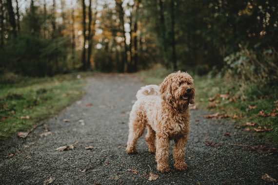 Fall family photos
