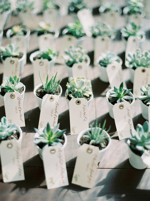 Succulent favors