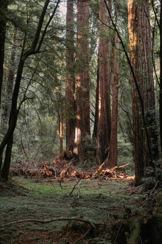 Muir woods elopement