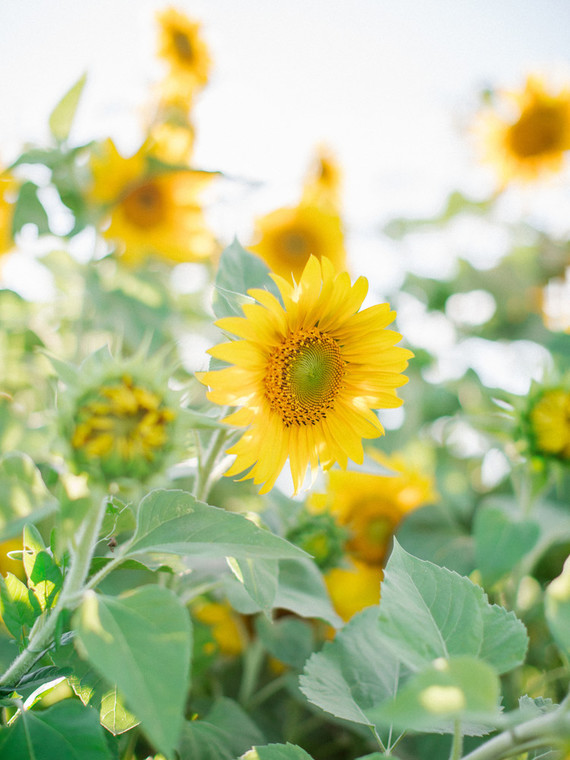 sunflowers Inspiration