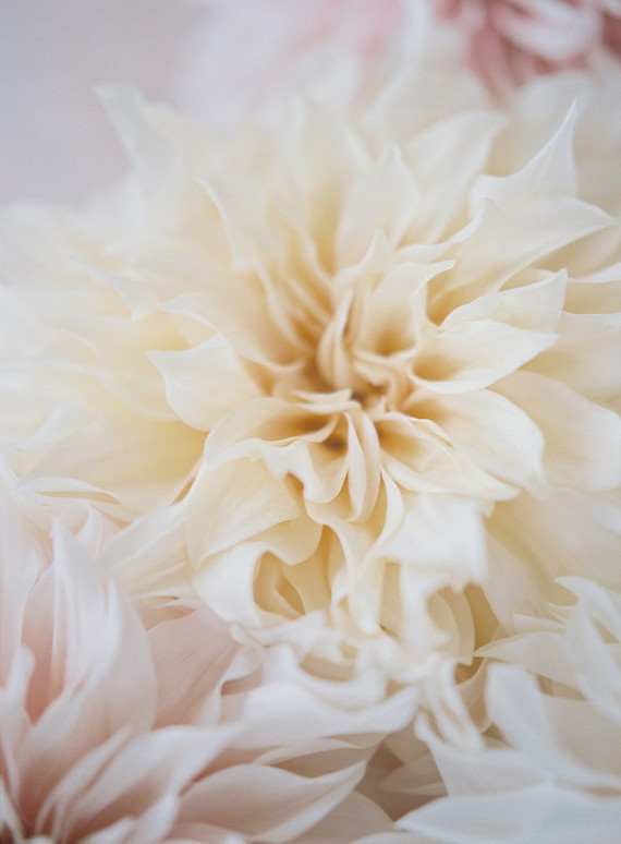 Cream dahlia
