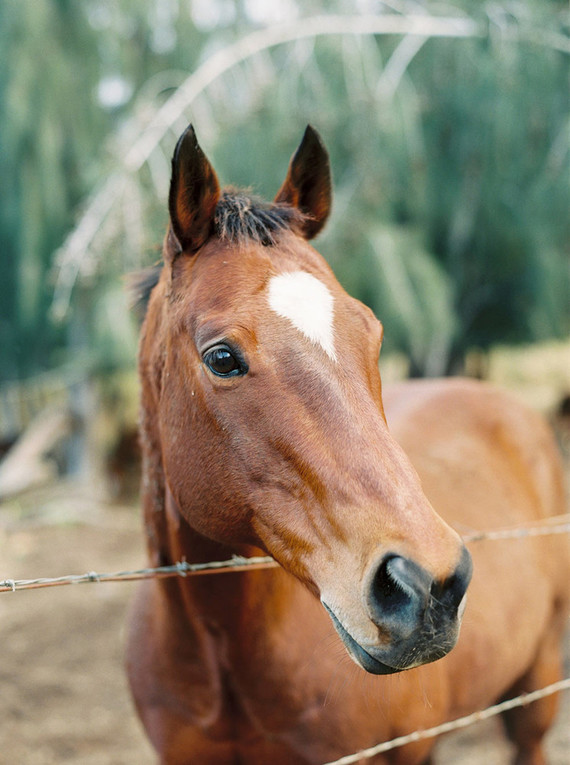 Elegant wedding inspiration at Dillingham Ranch