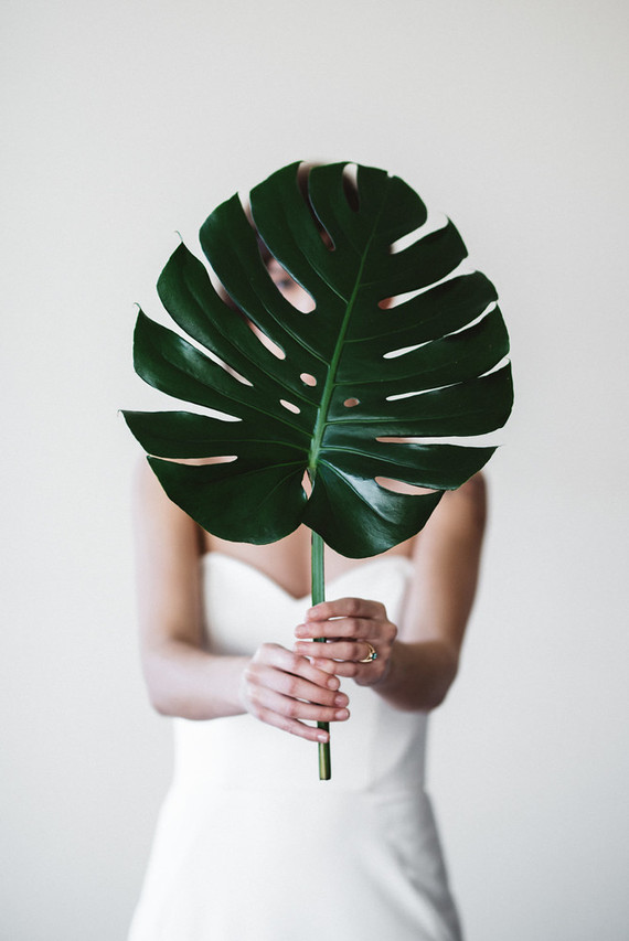 Monstera leaf