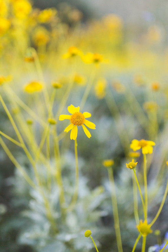 Flowers Inspiration