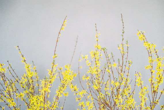 Yellow flowers
