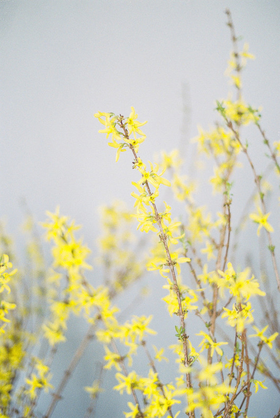 Yellow flowers
