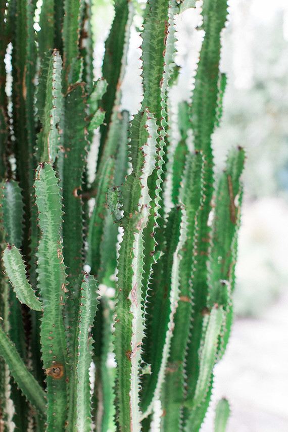 Cactus Inspiration