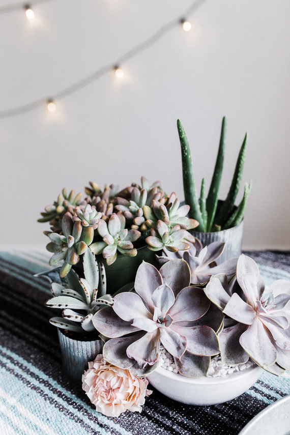 pastel succulents Inspiration