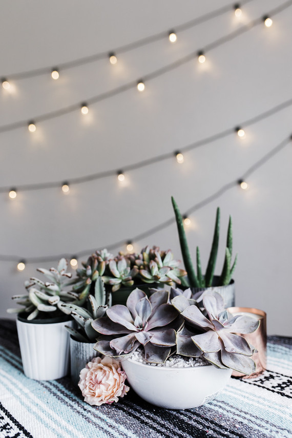 pastel succulents Inspiration