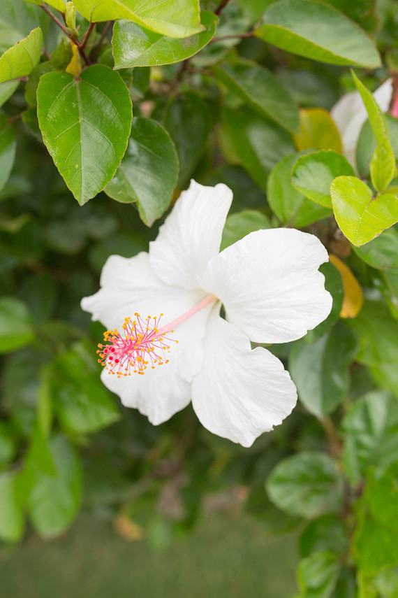 Maui wedding
