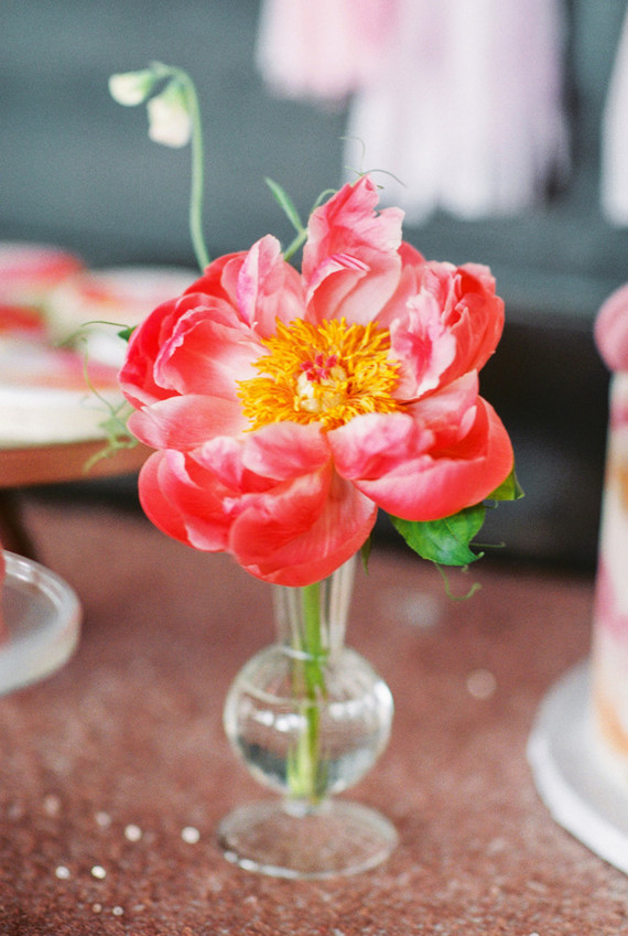 coral charm peony