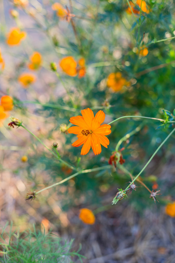 mexican marigolds