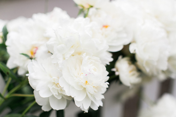 white garden peonies
