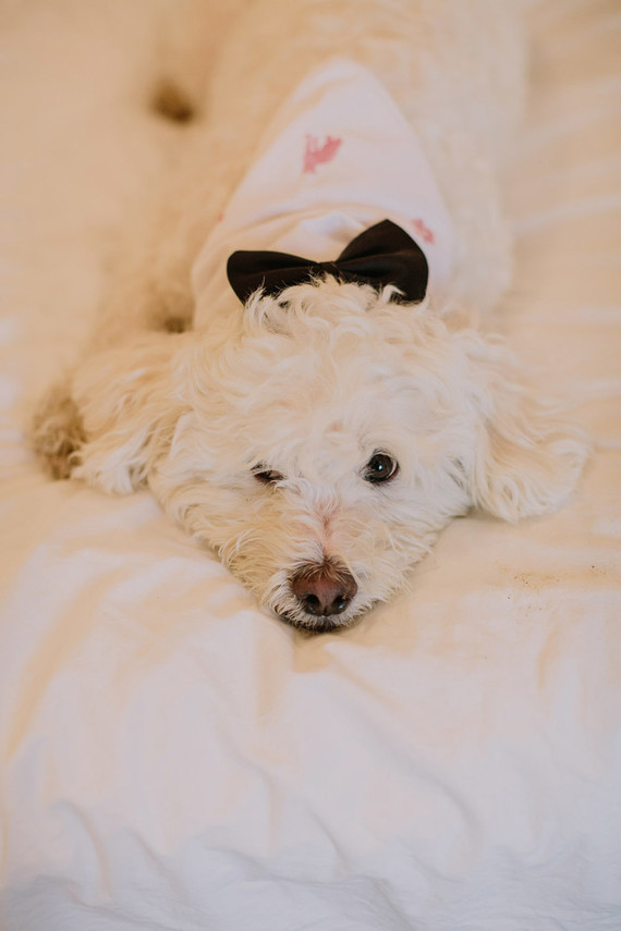 Wedding doggie