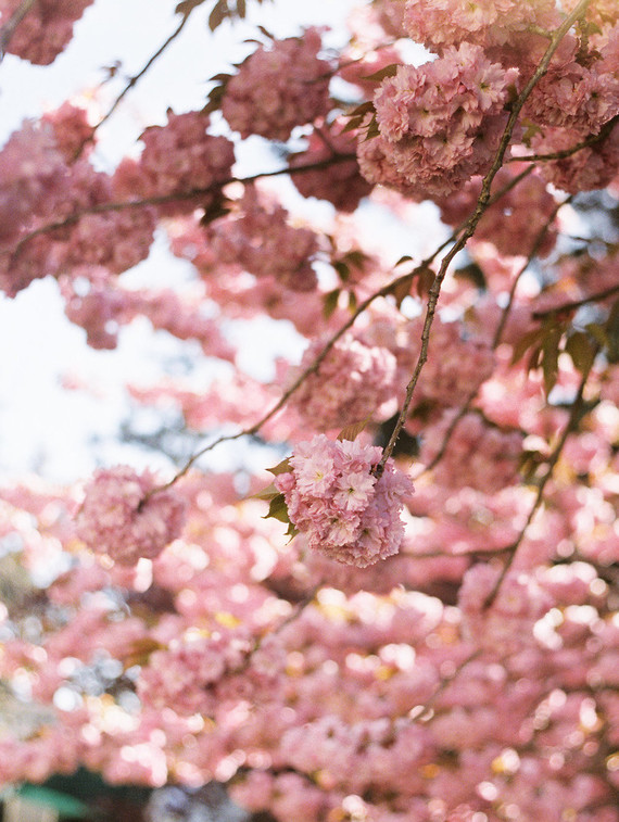 Flowering cherry tree at the Columbia Gorge Hotel