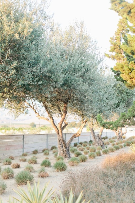 White olive ranch wedding in San Luis Obispo