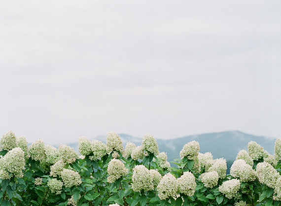Pippin Hill Farm maternity photos