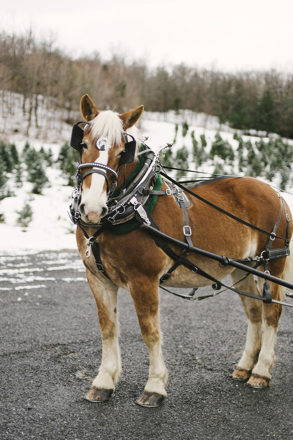 Snowy Christmas tree farm wedding ideas