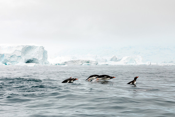 Antarctica wedding