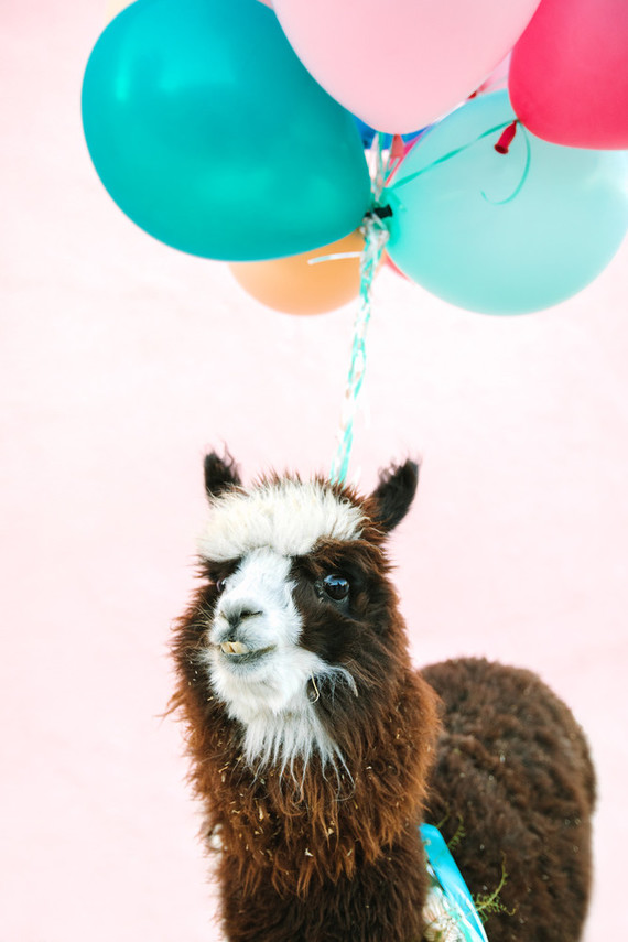 Llama at party