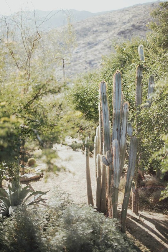 Tropical earth tone Palm Springs wedding at Colony 29
