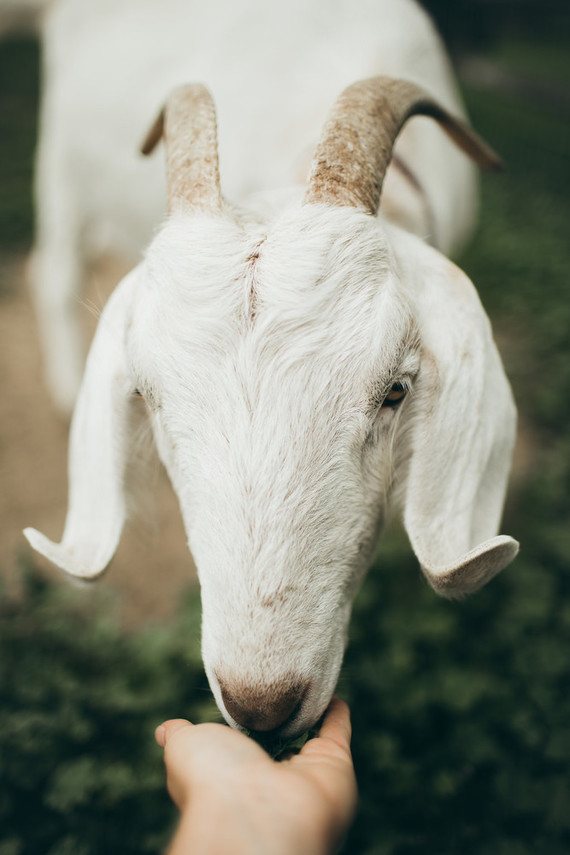 Rustic moody farm wedding inspiration in Bozeman, Montana Inspiration