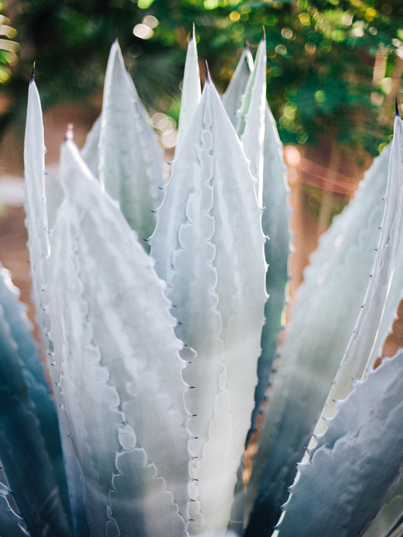 The ultimate itinerary for a honeymoon in Cabo / Acre Baja