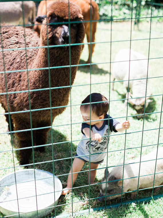 Party like an animal first birthday